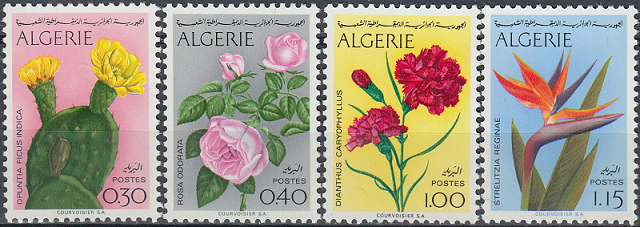 Algerian Flowers